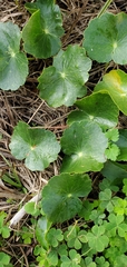 Hydrocotyle bonariensis