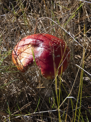 Amanita muscaria