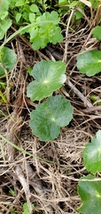 Hydrocotyle bonariensis