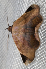 Psimada quadripennis