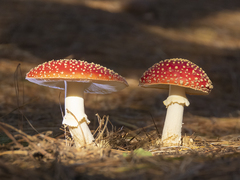 Amanita muscaria