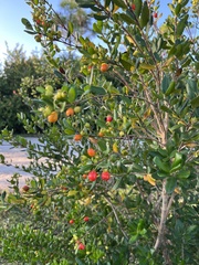 Myrcianthes fragrans
