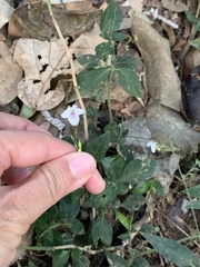 Codonacanthus pauciflorus