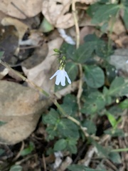 Codonacanthus pauciflorus