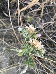 Carduus nutans leiophyllus