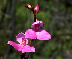 Disa racemosa