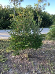 Myrcianthes fragrans