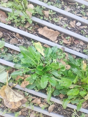 Lactuca virosa