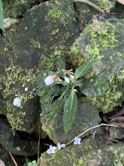 Codonacanthus pauciflorus