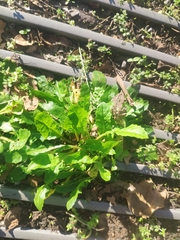 Lactuca virosa