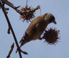 Carduelis carduelis