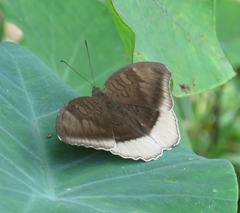 Tanaecia lepidea