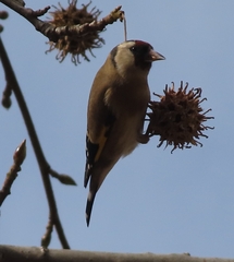 Carduelis carduelis
