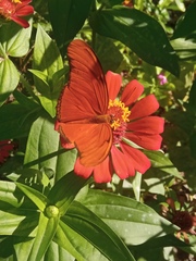 Dryas iulia moderata