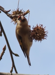 Carduelis carduelis