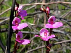 Disa racemosa