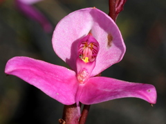 Disa racemosa