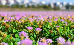 Persicaria criopolitana