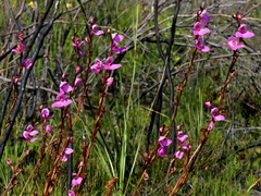 Disa racemosa