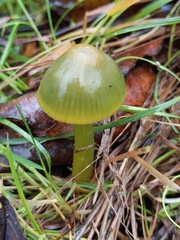 Gliophorus psittacinus