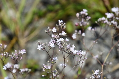 Gypsophila pacifica