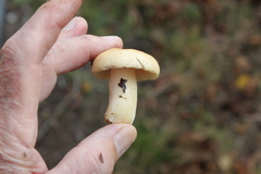Tricholoma