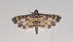 Eurrhyparodes tricoloralis