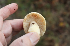 Tricholoma