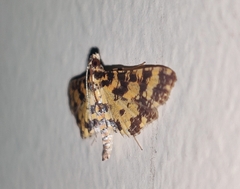 Eurrhyparodes tricoloralis