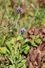 Saussurea ussuriensis