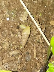 Paropeas tchehelense