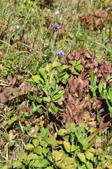 Saussurea ussuriensis