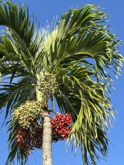 Ptychosperma elegans