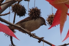 Passer domesticus