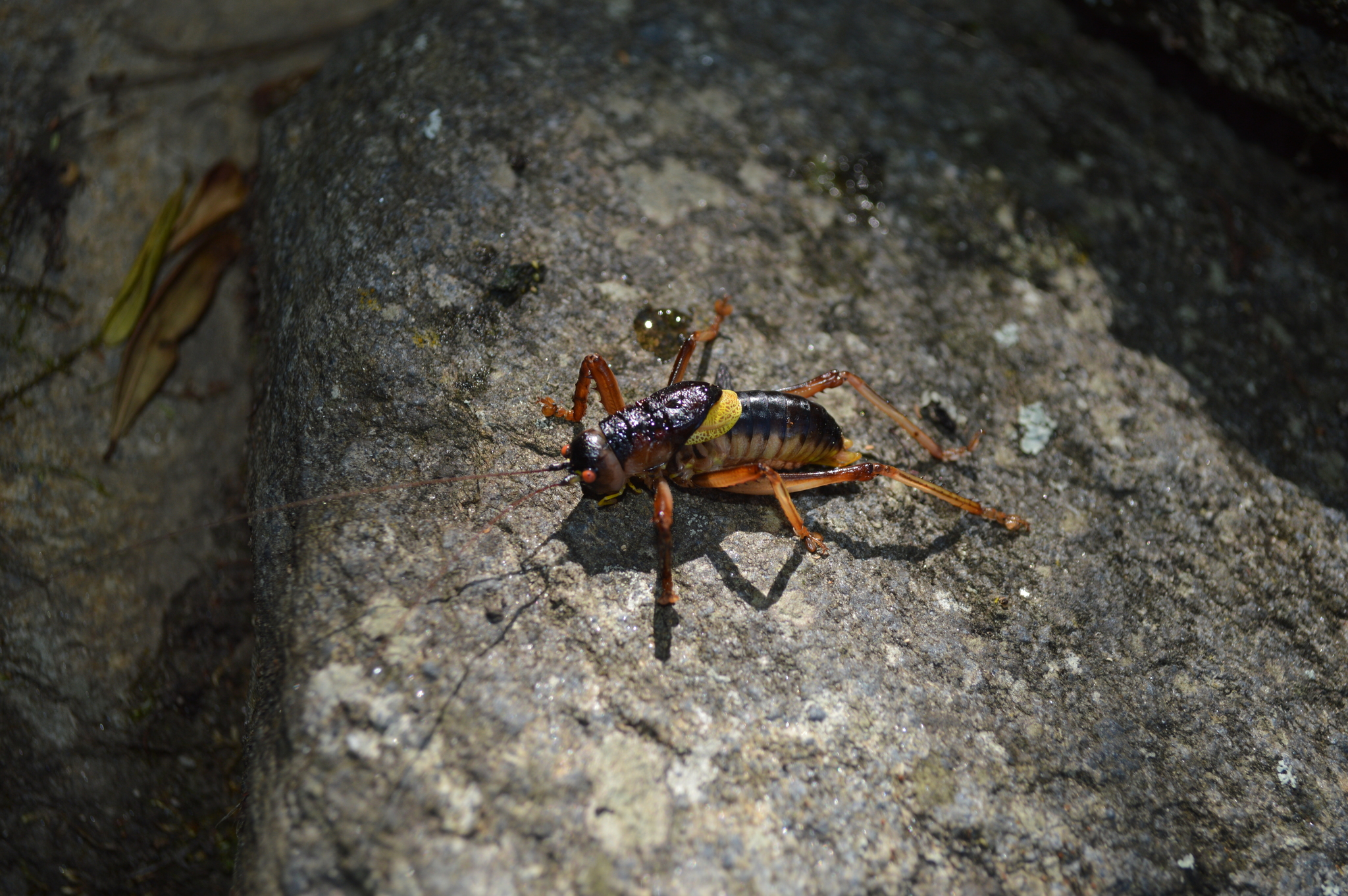 Camposiella notabilis image
