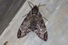 Psilogramma
