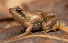Phrynobatrachus