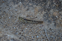 Schistocerca pallens