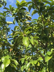 Malpighia emarginata
