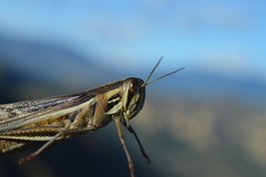 Schistocerca pallens