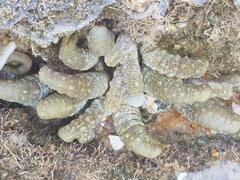 Isaurus tuberculatus