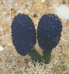 Eudistoma caeruleum