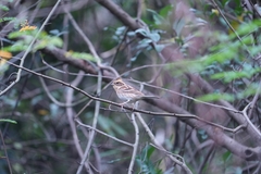 Emberiza elegans