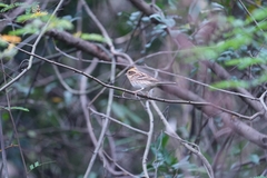 Emberiza elegans