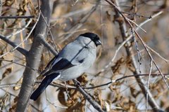 Pyrrhula pyrrhula cineracea