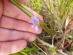 Romulea tabularis