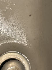 Gnaphosidae