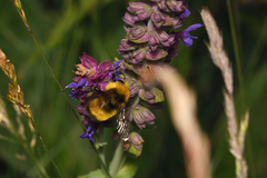 Bombus haematurus