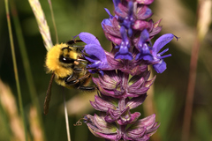 Bombus haematurus