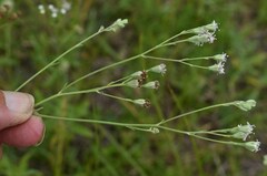 Florestina tripteris